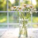 daisies, vase, window